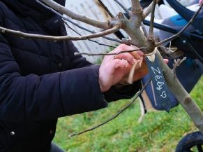 Fête de l'Arbre