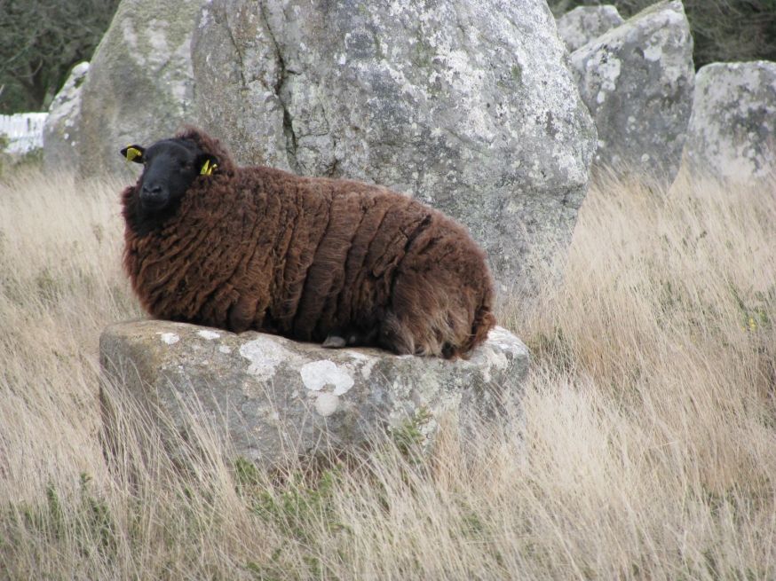Mouton Landes de Bretagne