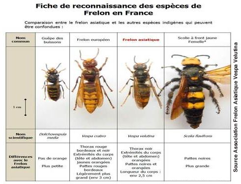 Frelon asiatique et autres espèces