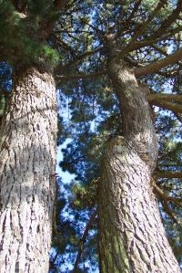 Politique de l’Arbre