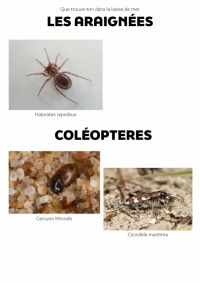 LAISSE DE MER - espèces2