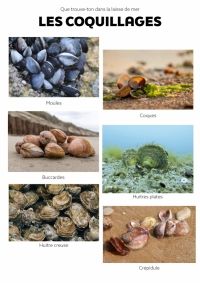 LAISSE DE MER - espèces3