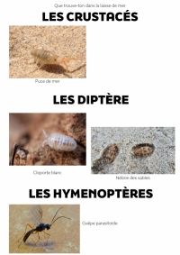 LAISSE DE MER - espèces4